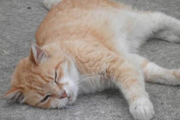 夢見大黃貓是什么意思 女人夢到一只很胖的大黃貓有什么預(yù)兆