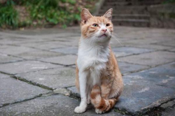 夢見大黃貓是什么意思 女人夢到一只很胖的大黃貓有什么預兆