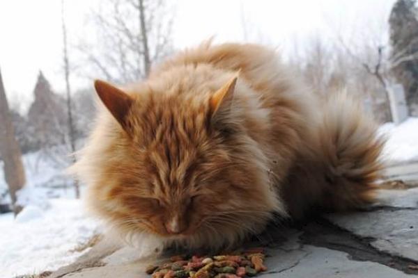 夢見大黃貓是什么意思 女人夢到一只很胖的大黃貓有什么預兆