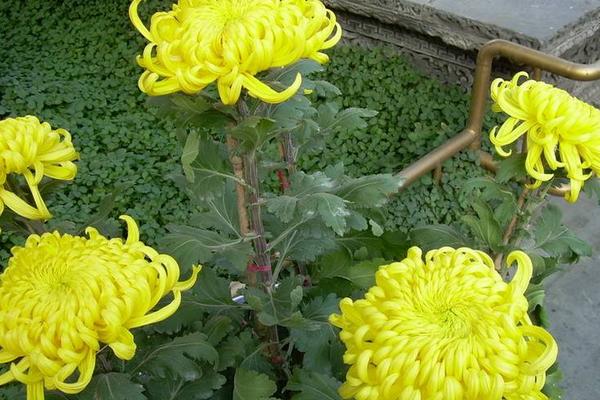 夢見黃菊花是什么意思 夢到好多黃菊花開花有什么預(yù)兆