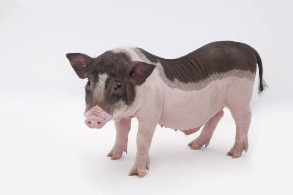 寵物豬會長大嗎 寵物豬可愛圖片大全