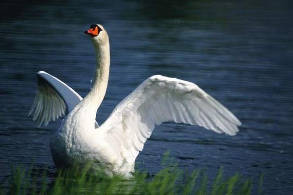 鵝幾天下一個(gè)蛋 鵝一年產(chǎn)多少個(gè)蛋