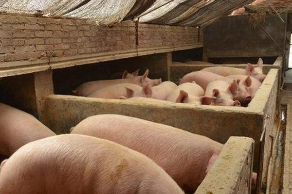 豬瘟能治好嗎 慢性豬瘟怎么治療