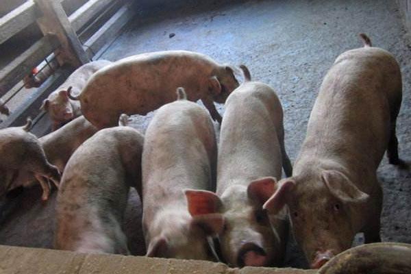 豬耳朵發紫用什么藥 豬耳朵發紫的原因