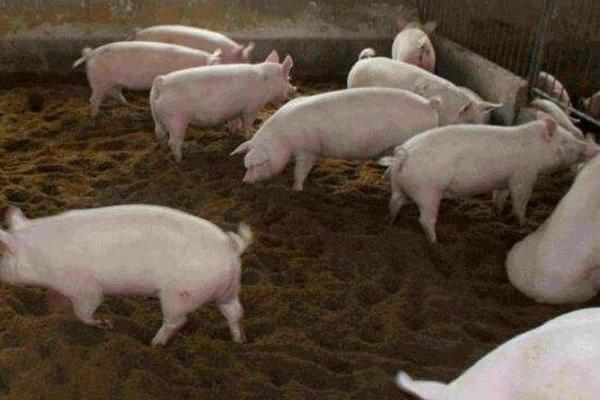 豬鼻子流血是什么病 豬鼻子流血的原因