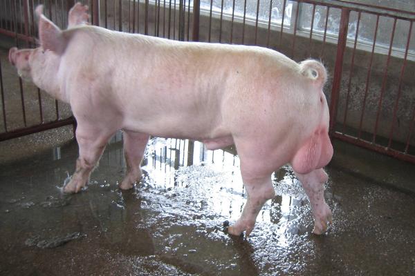 種公豬市場價格多少錢一斤（頭） 現(xiàn)在的種公豬如何選擇