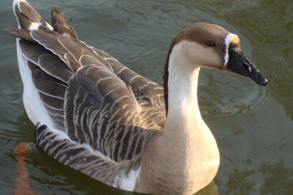 鵝肉不能和什么一起吃 鵝肉哪些人不能吃