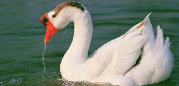 鵝肉、雞肉、鴨肉哪個營養好 鵝肉和鴨肉的區別是什么