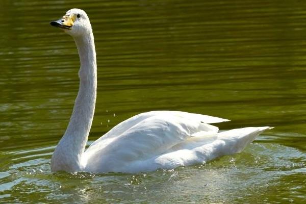 鵝肉怎么做好吃又簡單 減肥可以吃鵝肉嗎