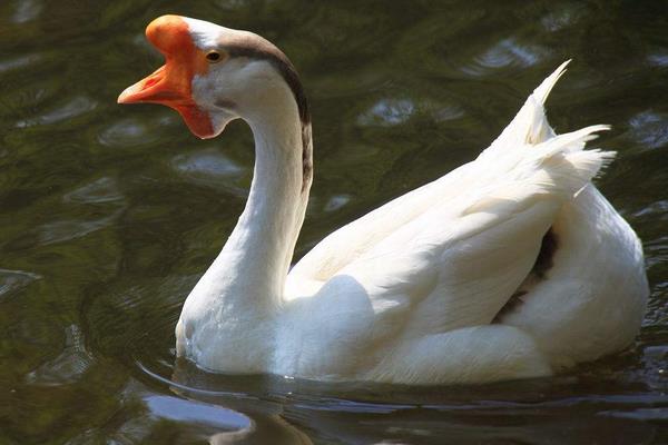 鵝怎么分公母 公鵝和母鵝的區(qū)別是什么