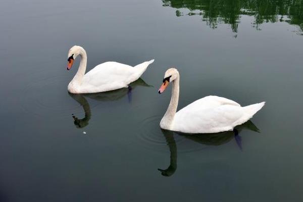 肉鵝市場價格多少錢一斤 肉鵝要怎么選購