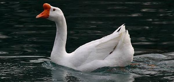 肉鵝的養殖技術與注意事項 肉鵝的飼料配方
