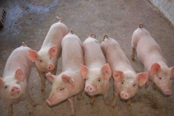 太湖母豬配什么公豬好 太湖母豬有幾種