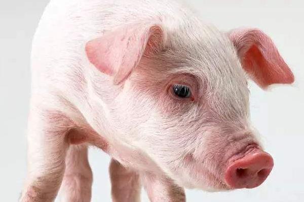 太湖母豬市場價格多少錢一斤  怎樣挑選品種好的太湖母豬