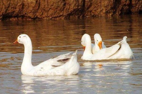 肉鵝苗市場價格多少錢一只 肉鵝養(yǎng)殖利潤是多少