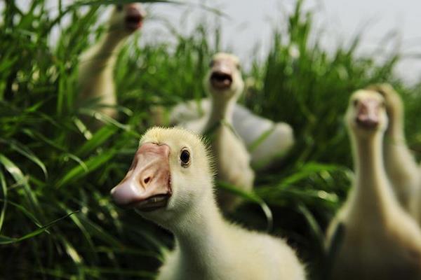 小鵝吃什么好 怎樣喂小鵝