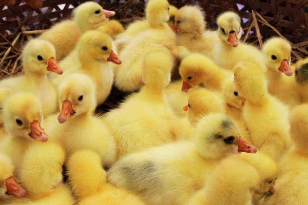 小鵝瘟怎么治療 小鵝瘟診斷技術