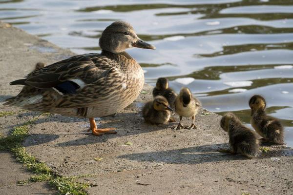 鴨子吃什么長的快 鴨子吃魚嗎