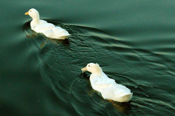 鴨子品種有哪些 養鴨選什么品種最好