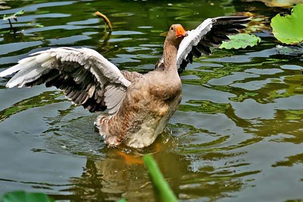 鴨子軟腳病怎么治 鴨子軟腳病怎么預(yù)防