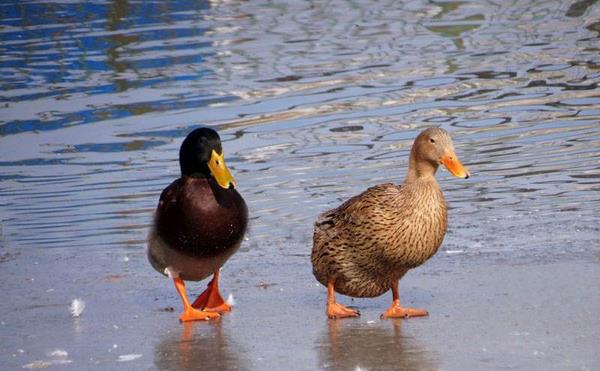 鴨子市場價格多少錢一只  選購活鴨子的技巧