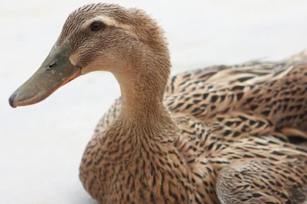 鴨子怎么做好吃 鴨子燉什么好吃