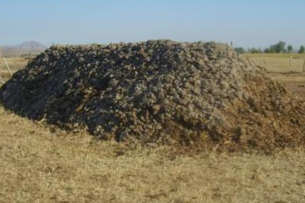 牛糞市場價格多少錢一噸 養(yǎng)牛場的牛糞怎么處理