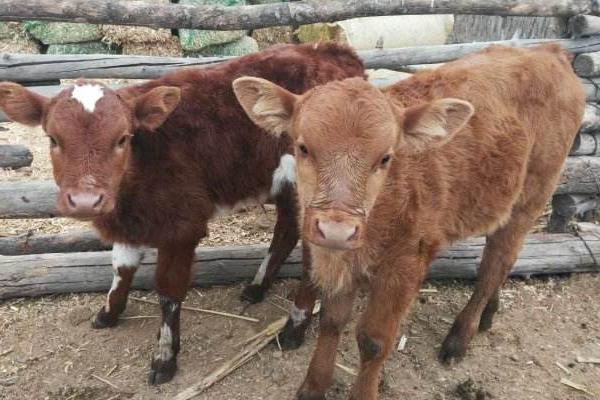 架子牛市場價格多少錢一頭 架子牛肉市場價格多少錢一斤