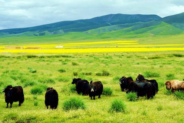 牦牛圖片大全 牦牛產地在哪里 牦牛簡介