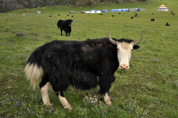 牦牛圖片大全 牦牛產地在哪里 牦牛簡介