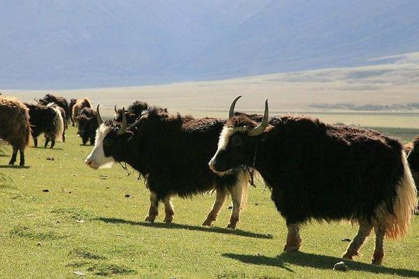 牦牛圖片大全 牦牛產地在哪里 牦牛簡介