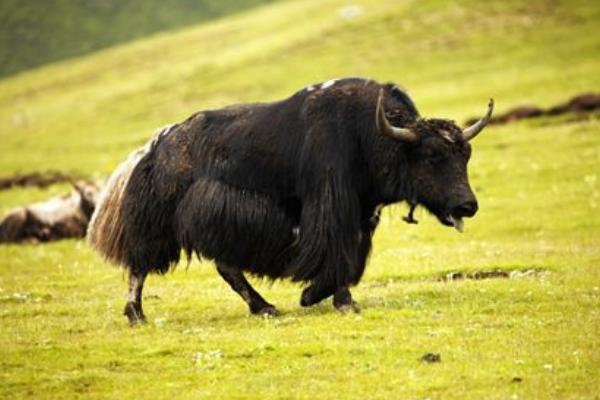 牦牛圖片大全 牦牛產地在哪里 牦牛簡介