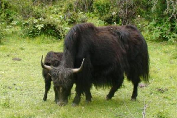 牦牛圖片大全 牦牛產地在哪里 牦牛簡介