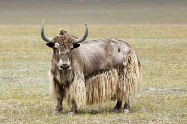 牦牛圖片大全 牦牛產地在哪里 牦牛簡介