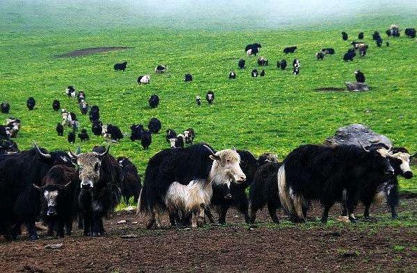 牦牛圖片大全 牦牛產地在哪里 牦牛簡介