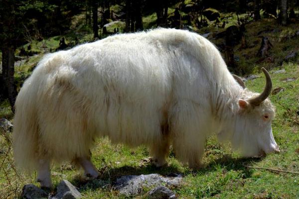 牦牛圖片大全 牦牛產地在哪里 牦牛簡介