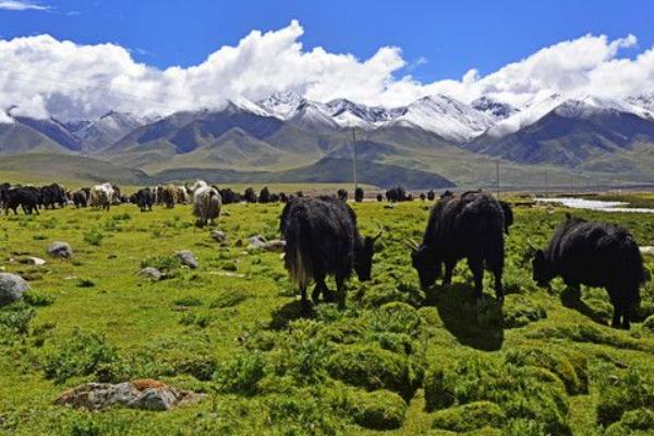 牦牛圖片大全 牦牛產地在哪里 牦牛簡介