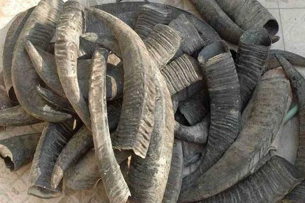 牛角功效與作用及禁忌 牛角藥用價值