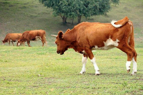 牛吃什么長得快 自制牛飼料配方表
