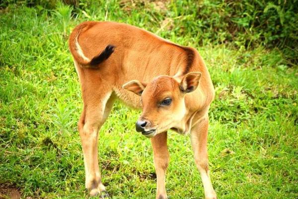 牛尾巴像什么 牛的尾巴有什么用處