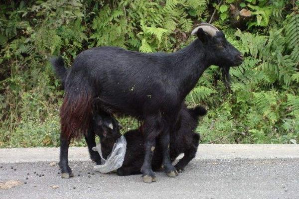 貴州黑山羊市場價格多少錢一斤 吃貴州黑山羊會上火嗎