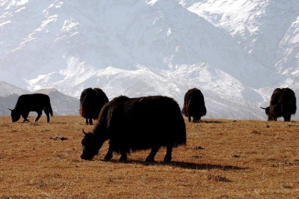 牦牛市場價格多少錢一頭 一頭牦牛值多少錢