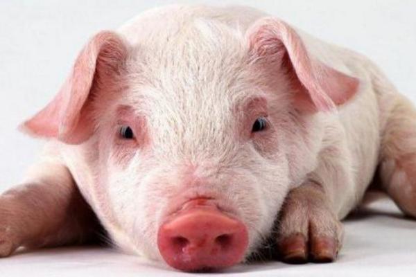 豬腳爛是什么病 豬腳站不起來是什么病