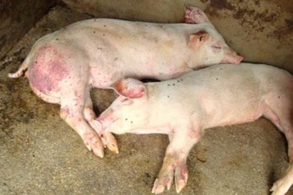 豬得了豬瘟怎么辦 豬瘟疫苗怎么打