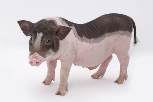 寵物豬好養(yǎng)嗎 寵物豬和人有感情嗎