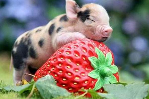 寵物豬好養嗎 寵物豬和人有感情嗎