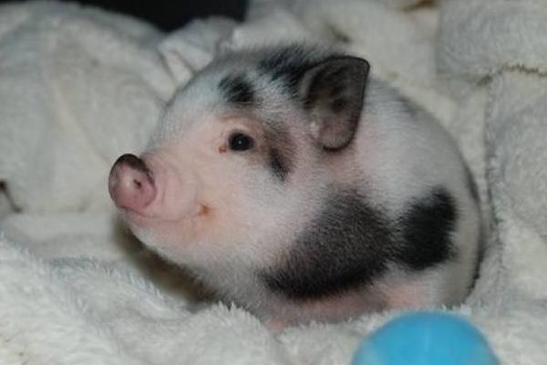 寵物豬好養嗎 寵物豬和人有感情嗎