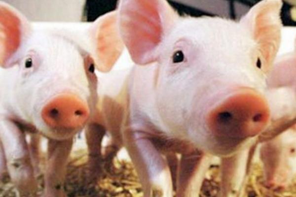 寵物豬好養嗎 寵物豬和人有感情嗎