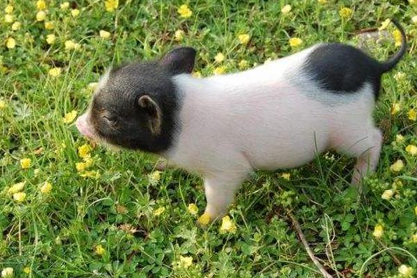 寵物豬好養嗎 寵物豬和人有感情嗎