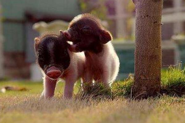 寵物豬好養嗎 寵物豬和人有感情嗎